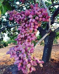 a bunch of purple flowers hanging from a tree