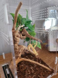 a bonsai tree in a clear plastic container on a wooden table next to a plant