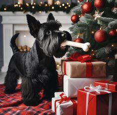 a small black dog holding a bone in its mouth next to presents under a christmas tree