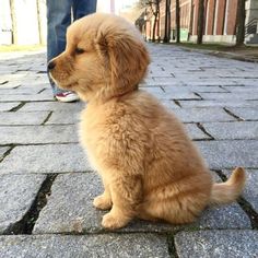 a brown puppy sitting on top of a brick floor