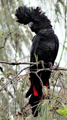 a large black bird perched on top of a tree branch in a pine filled forest