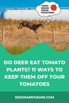 an animal jumping up into the air with a thought bubble above it that says do deer eat tomato plants? 11 ways to keep them off your tomatoes