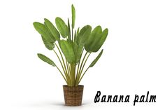 a banana plant in a wicker basket with the words banana palm written below it