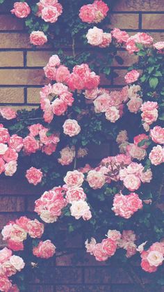 pink roses growing on the side of a brick wall