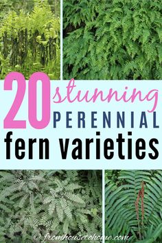 some very pretty green plants with the words 20 stunning perennial fern varieties on it's side