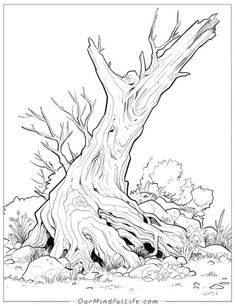 an old tree in the woods coloring page