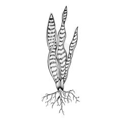 an ink drawing of a plant with roots