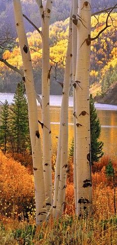 the trees are white in color and there is a lake behind them with mountains in the background