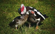 two birds standing next to each other in the grass