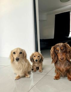 three dachshunds are sitting on the floor in front of a door and looking at the camera