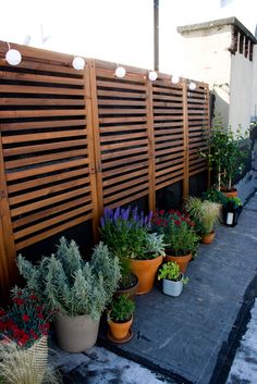 many potted plants line the side of a building with wooden slats on it