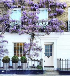 purple flowers are growing on the side of a white building with black iron fence and windows