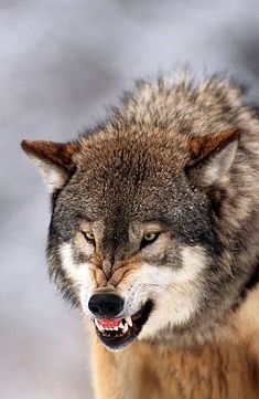 a wolf with its mouth open and it's teeth wide open in the snow