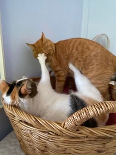 two cats in a basket playing with each other