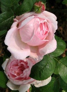 two pink roses with green leaves in the background