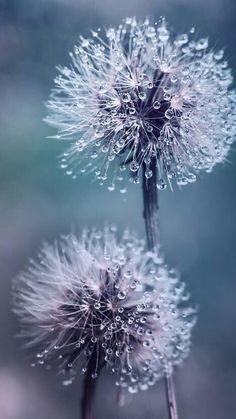 two dandelions with drops of water on them in the middle of the day