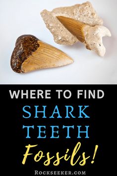 there are two shark teeth and one fossil on the bottom with words where to find shark teeth