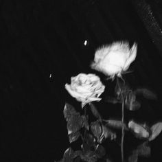 a black and white photo of a rose