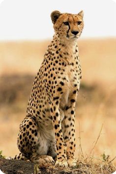 Cheetah Photography, Cheetah Pictures, Wild Cat Species, Cat Species, Wild Animals Pictures, Big Cats Art, Cheetah Animal, Majestic Animals, Cheetahs