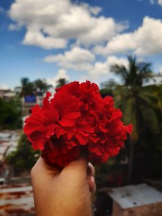 a hand holding a bunch of red flowers in front of a blue sky with clouds