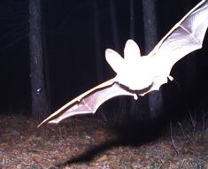 a large white bat flying through the air in front of trees and grass at night