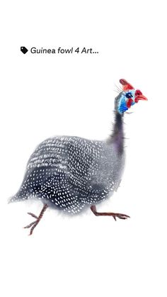 a bird with red, white and blue feathers is standing on the ground in front of a white background