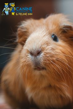 a brown and white guinea pig looking at the camera with its head tilted to the side