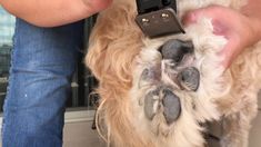 a dog is being groomed by its owner