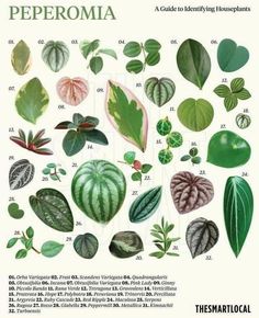 a poster with different types of plants on it