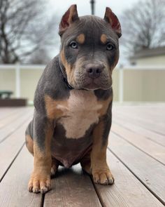 a brown and black dog sitting on top of a wooden deck