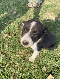 a black and white puppy sitting in the grass