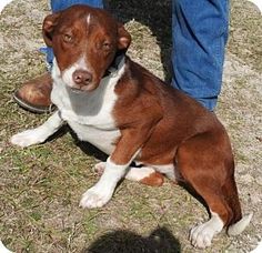 a brown and white dog laying on the ground next to a persons leg in blue jeans