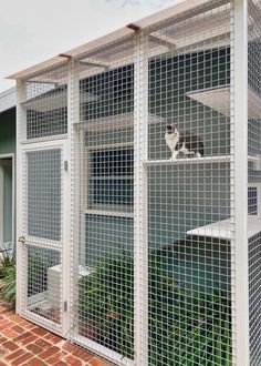 a cat sitting on top of a cage in the middle of a brick walkway next to a house