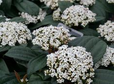 some white flowers that are growing in the dirt