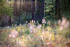 the sun shines through the trees in the forest with tall grass and wildflowers