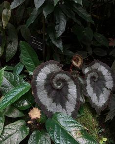 some very pretty plants in the middle of some grass and dirt with leaves around them