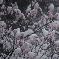 snow covered branches with pink flowers in the foreground and trees in the background on a snowy day