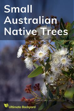 small australian native trees with text overlay that reads,'small australian native trees '