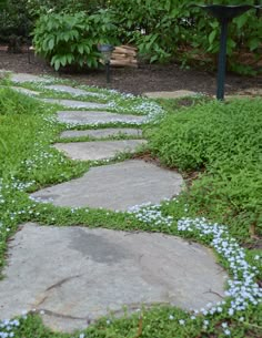 a stone path with blue flowers in the grass