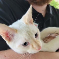 a person holding a white cat in their arms