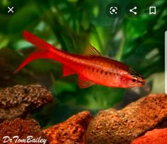 a red fish is swimming in an aquarium