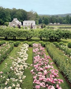 the garden is full of pink and white flowers