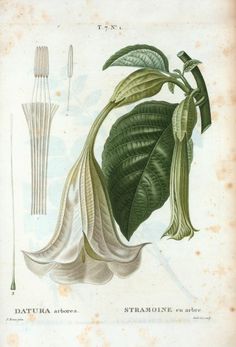 an antique botanical illustration of leaves and stems