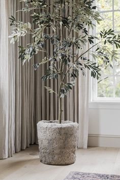 a potted plant sitting on top of a wooden table in front of a window