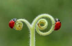 two ladybugs sitting on top of a green plant