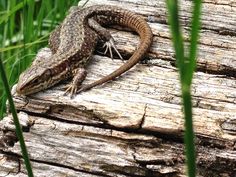 a lizard sitting on top of a piece of wood