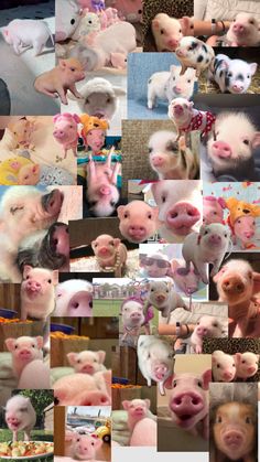 many different pictures of pigs and other animals in the same photo, including one pig's head