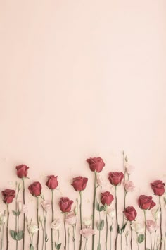 red and white flowers against a pink background