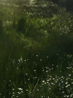 the sun shines on some grass and daisies