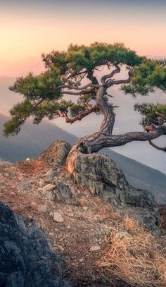 a lone pine tree sitting on top of a rocky hill at sunset with mountains in the background